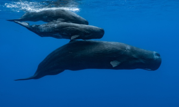 Sperm whales have lengthy exchanges, made up of clicks, which scientists have found is more complex than previously thought.