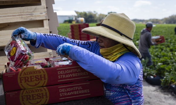 Carolina reviews the strawberry pints picked by farmworkers in a Sanchez Farm field in Plant City, Fla., on Feb. 28.